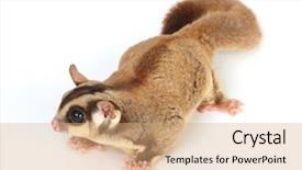 Presentation with glider - Amazing presentation theme having gliders - sugar glider on white background backdrop and a coral colored foreground
