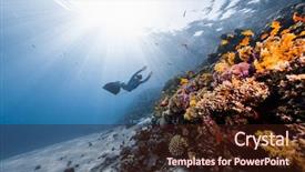  Presentation with coral - Colorful PPT layouts enhanced with gliding - woman free diver glides backdrop and a wine colored foreground