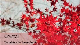  Presentation with map of brazil in red - PPT layouts having glisten - deep red japanese maple leafs background and a red colored foreground