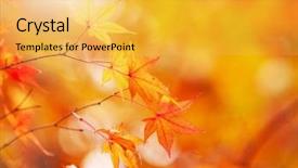  Presentation with fall foliage - Presentation design with glisten - glistening autumn trees orange background and a yellow colored foreground