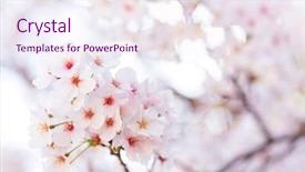  Presentation with cherry - Amazing presentation having cherry tree flower backdrop and a sky blue colored foreground