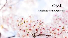  Presentation with cherry - Presentation theme having cherry tree flower background and a sky blue colored foreground
