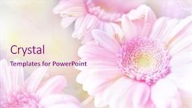  Presentation with green glitter - Theme enhanced with glitter green flower - floral background background and a pink colored foreground