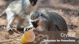  Presentation with global warming - Amazing presentation having global warming causing serious problems animals coming to town to look for water backdrop and a violet colored foreground