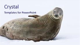  Presentation with antarctic - Presentation design consisting of global warming global warming - seal rests on the snowy background and a sky blue colored foreground