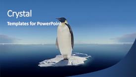  Presentation with last - Beautiful presentation theme featuring globalwarming- the last emperor penguin backdrop and a  colored foreground