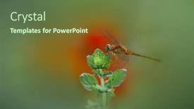  Presentation with thistle - Colorful presentation theme enhanced with globe-thistle-flowers-with-bee backdrop and a tawny brown colored foreground