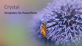  Presentation with thistle - Beautiful presentation theme featuring globe-thistle-flowers-with-bee backdrop and a light blue colored foreground