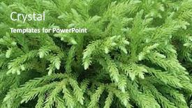  Presentation with winter evergreen forest - Slide deck consisting of globosa-nana-cryptomeria-evergreen-conifer background and a tawny brown colored foreground