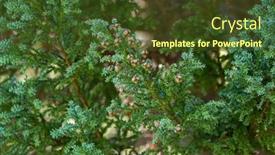  Presentation with seed growing - Slides having globose-seed-cones-of-fitzroya background and a tawny brown colored foreground