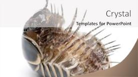  Presentation with bulgaria in european union - Slide deck with glomeris-marginata-is-a-common background and a white colored foreground