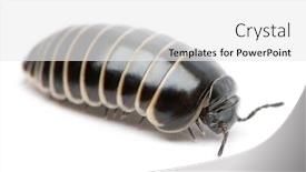  Presentation with council of european union - Slide deck enhanced with glomeris-marginata-is-a-common background and a white colored foreground