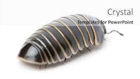  Presentation with council of european union - Cool new slide deck with glomeris-marginata-is-a-common backdrop and a white colored foreground