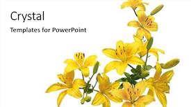  Presentation with mustard seeds yellow flowers - Colorful slide deck enhanced with glorious - bundle of yellow lily flowers backdrop and a white colored foreground