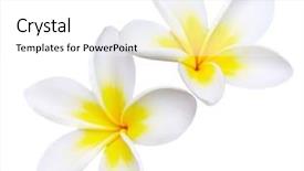  Presentation with frangipani flowers - Colorful theme enhanced with glorious frangipani or plumeria flowers backdrop and a white colored foreground