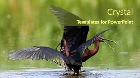  Presentation with natural - Presentation enhanced with glossy-ibis-in-natural-habitat background and a tawny brown colored foreground