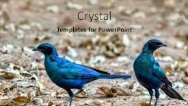  Presentation with africa - PPT theme consisting of glossy-starling-is-commonly-found background and a coral colored foreground