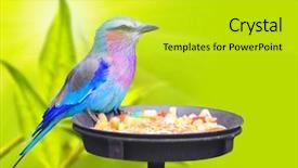  Presentation with bird - Colorful PPT theme enhanced with glossy-starling tropical bird backdrop and a yellow colored foreground