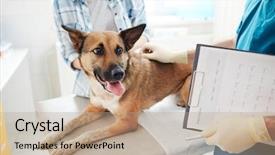  Presentation with dog baby cute child - Amazing slide deck having gloved hand of veterinarian backdrop and a coral colored foreground