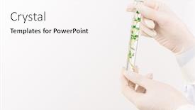  Presentation with water plant - Audience pleasing presentation theme consisting of gloved-hands-of-biologist backdrop and a white colored foreground