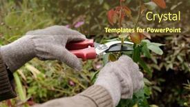 Presentation with plants growing - Presentation consisting of gloved-hands-of-gardener background and a tawny brown colored foreground