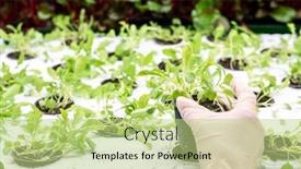  Presentation with greenhouse - Presentation design featuring gloved-hands-of-greenhouse-worker background and a mint green colored foreground