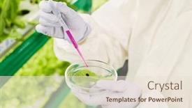  Presentation with petri dish - Presentation having gloved-hands-of-researcher background and a lemonade colored foreground