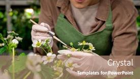  Presentation with vertical farm - Colorful slide deck enhanced with gloved-hands-of-vertical-farm backdrop and a coral colored foreground