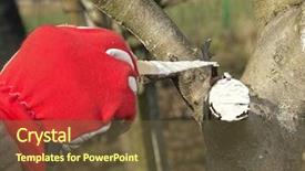  Presentation with wound - Beautiful presentation design featuring work gloves - closeup of gardener's hand protecting backdrop and a tawny brown colored foreground