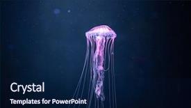  Presentation with jellyfish - Slide set featuring glowing jellyfish chrysaora pacifica underwater background and a navy blue colored foreground