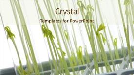  Presentation with food poison - Slides featuring gm - cultivation of gm food probe background and a soft green colored foreground