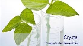  Presentation with genetically - PPT theme having gm - genetically modified plant seedlings background and a sky blue colored foreground