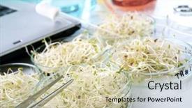  Presentation with food inspection - Presentation design consisting of gm - transgenic food inspection background and a soft green colored foreground