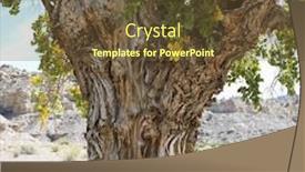  Presentation with desert - PPT theme featuring gnarly-trunk-of-cottonwood-tree background and a tawny brown colored foreground