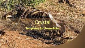  Presentation with south africa - Colorful slide set enhanced with gnawed-skeleton-of-a-buffalo backdrop and a tawny brown colored foreground