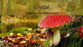  Presentation with mushroom - Presentation theme with gnome - close-up picture of a amanita background and a gold colored foreground