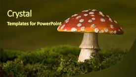  Presentation with fairy tale - Colorful presentation enhanced with gnome - closeup of red fly agaric backdrop and a tawny brown colored foreground