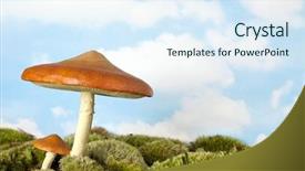  Presentation with moss - Colorful PPT theme enhanced with gnome - imitation toadstool on real moss backdrop and a sky blue colored foreground