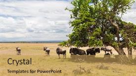  Presentation with animal nature - Cool new presentation theme with gnu - animal nature and wildlife concept backdrop and a yellow colored foreground