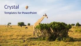  Presentation with animal nature - Cool new slide deck with gnu - animal nature and wildlife concept backdrop and a sky blue colored foreground