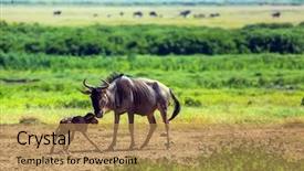  Presentation with kenya - Slide deck having gnu antelope just gave birth background and a coral colored foreground