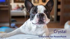  Presentation with bed - Presentation design consisting of go down - adorable french bulldog wanna go background and a lemonade colored foreground
