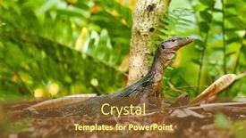  Presentation with water monitor lizard or varanus - Cool new PPT layouts with goanna lizard in undergrowth backdrop and a tawny brown colored foreground