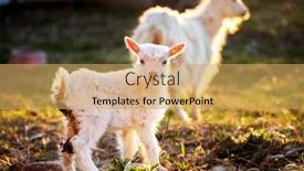  Presentation with cute - PPT theme having goat-and-cute-little-goatling background and a yellow colored foreground