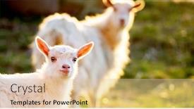  Presentation with cute - Amazing PPT theme having goat-and-cute-little-goatling backdrop and a lemonade colored foreground