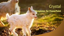  Presentation with cute - Amazing presentation design having goat-and-cute-little-goatling backdrop and a tawny brown colored foreground