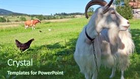  Presentation with goat farm - Audience pleasing theme consisting of goat and farm animals backdrop and a tawny brown colored foreground