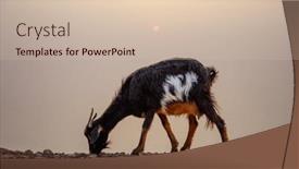  Presentation with morocco - Slides consisting of goat-at-sunset-in-morocco background and a soft green colored foreground