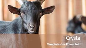  Presentation with goat farm - Slide deck with goat black in farm background and a coral colored foreground