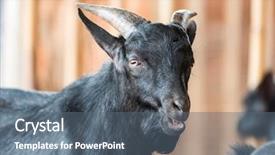  Presentation with goat farm - Audience pleasing slide deck consisting of goat black in farm backdrop and a ocean colored foreground